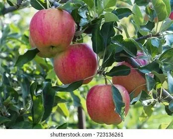 rodnikovaya-main-217489