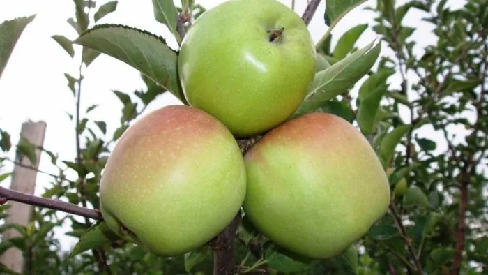 rossoshanskoe-vkusnoe-3-214117