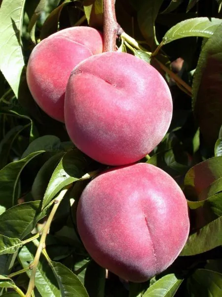 royal-li-main-223885