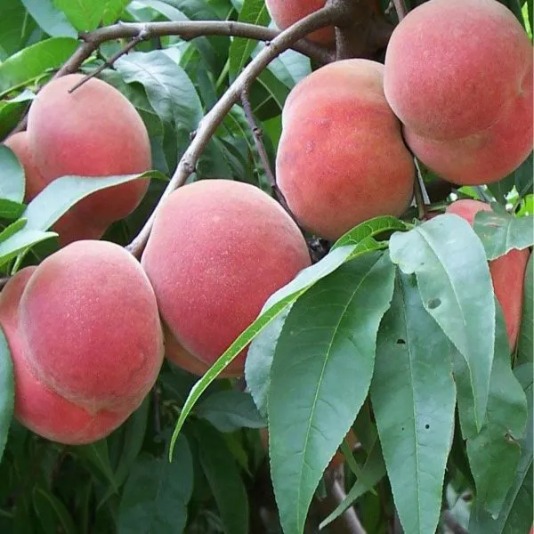 royal-prayd-3-224543