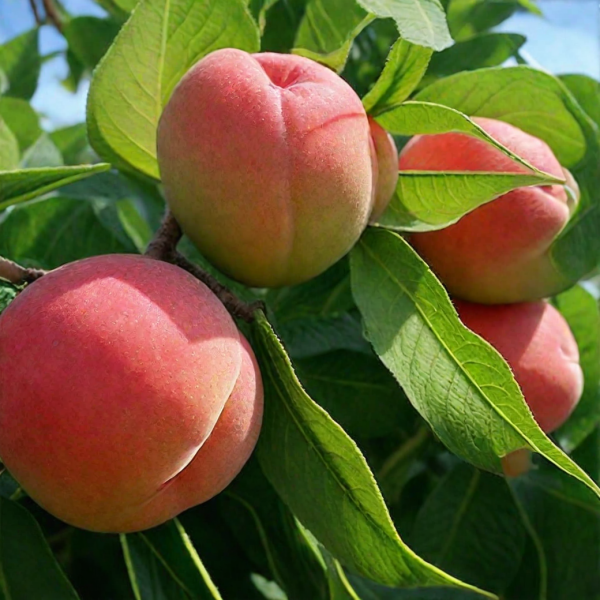 royal-prayd-5-224543