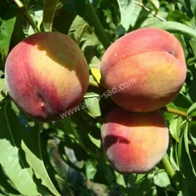 royal-prayd-7-224543