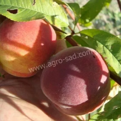 royal-prayd-8-224543