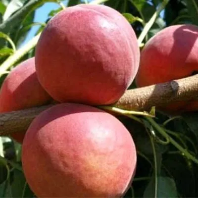 royal-prayd-9-224543