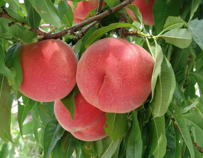 royal-prayd-main-224543