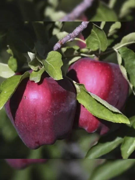 royal-red-delishes-1-215192