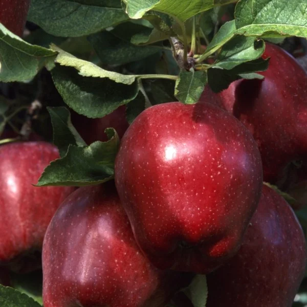 royal-red-delishes-5-215192