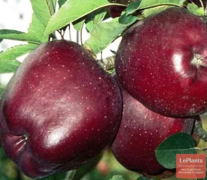 royal-red-delishes-7-215192