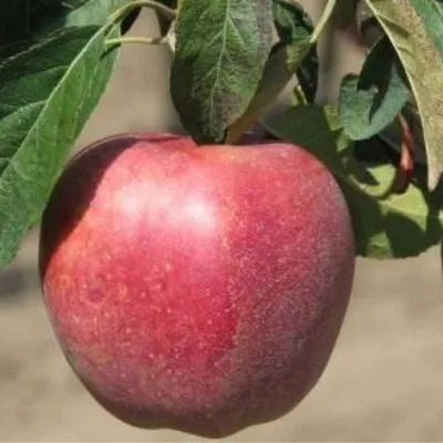 royal-red-delishes-8-215192