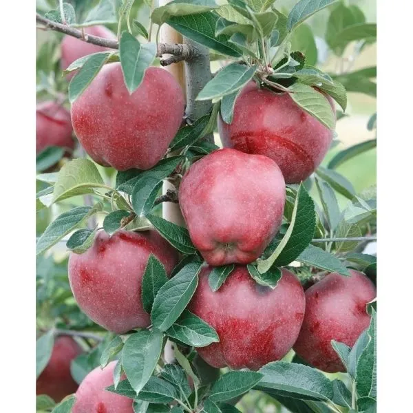 royal-red-delishes-main-215192