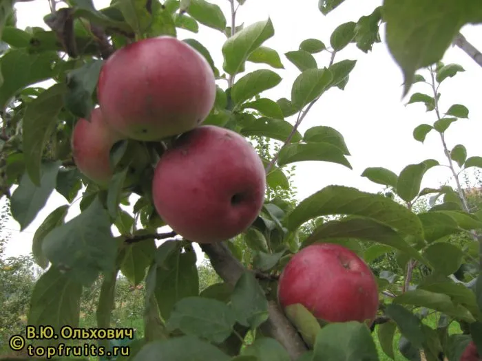 rtischevskaya-krasavitsa-3-217503