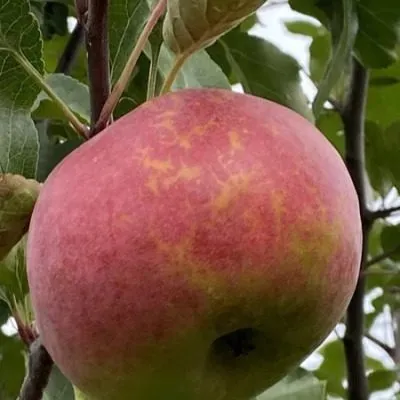 rtischevskaya-krasavitsa-5-217503