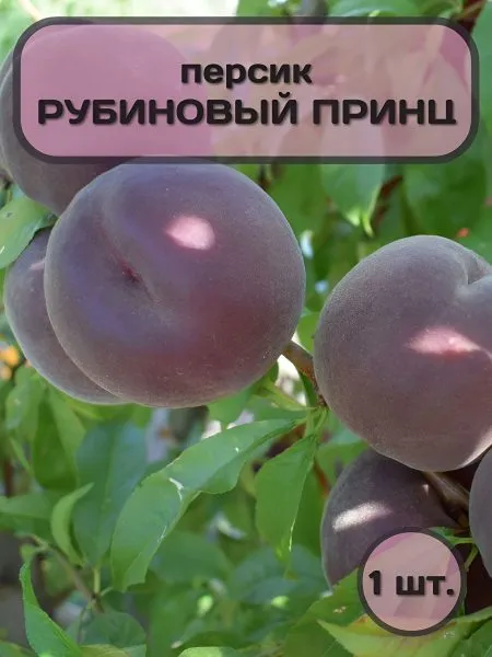 rubinovyy-prints-1-224273