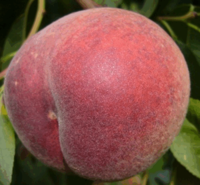 rubinovyy-prints-2-224273