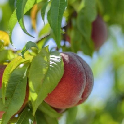 rubinovyy-prints-4-224273