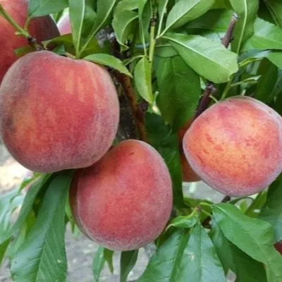 rubinovyy-prints-5-224273