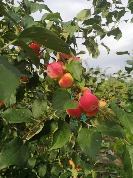 rumyanyy-alpinist-1-219072