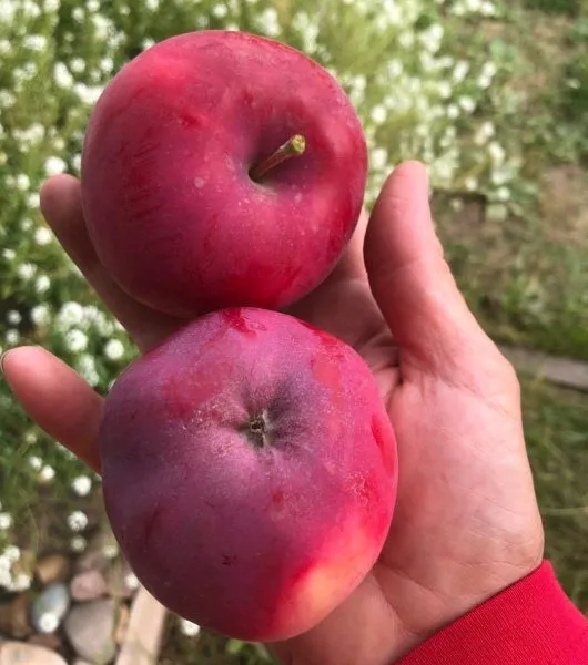 rumyanyy-alpinist-4-219072