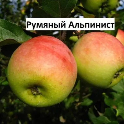 rumyanyy-alpinist-6-219072