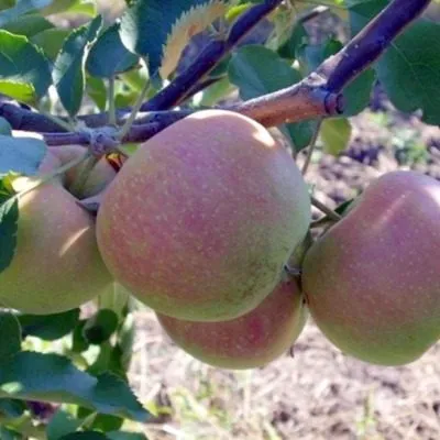 rumyanyy-alpinist-7-219072