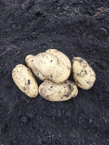 sarpo-kifli-2-211995