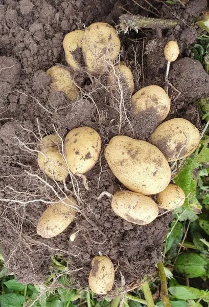 sarpo-kifli-3-211995