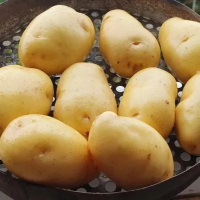 sarpo-kifli-4-211995