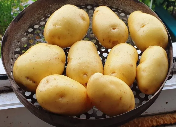 sarpo-kifli-main-211995