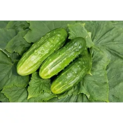 sem-gnomov-main-205799