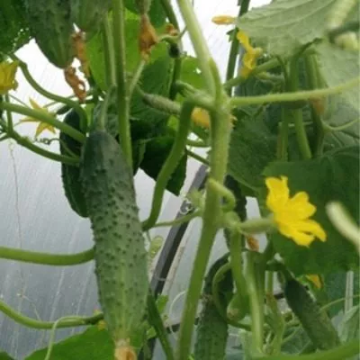 semero-kozlyat-2-202937