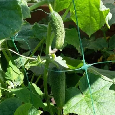 semero-kozlyat-4-202937