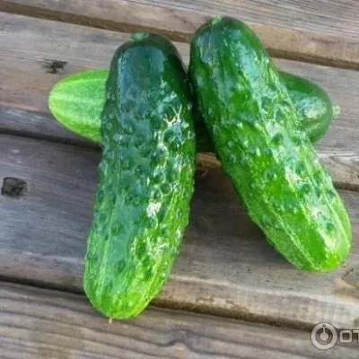 semero-kozlyat-main-202937