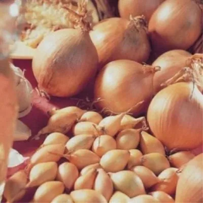 senshuy-ellou-glob-5-221670