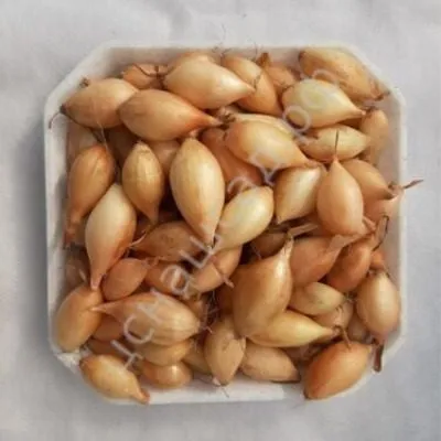 senshuy-ellou-glob-6-221670