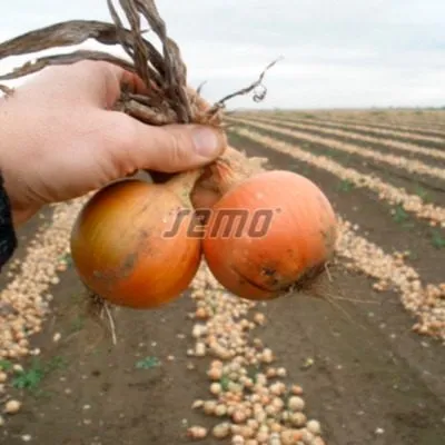 senshuy-ellou-glob-7-221670