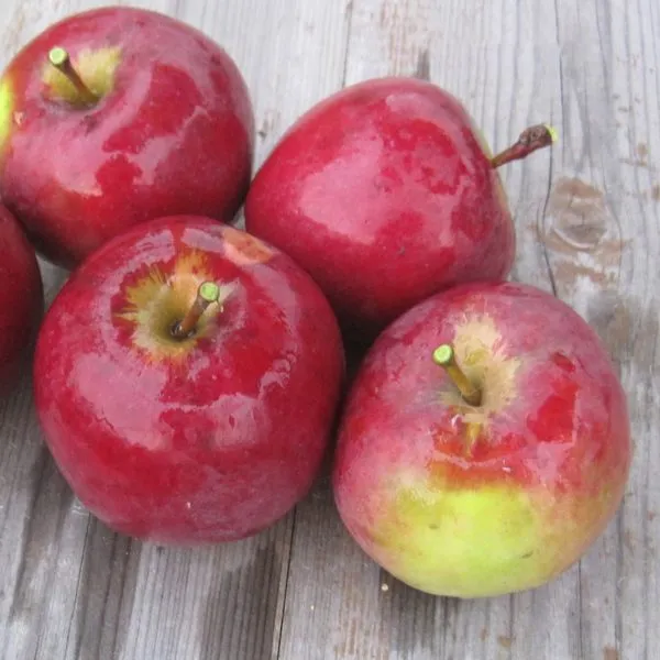 serafima-main-220136