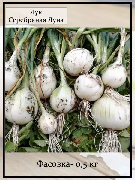 serebryanaya-luna-2-221524