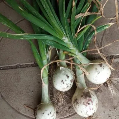 serebryanaya-luna-5-221524