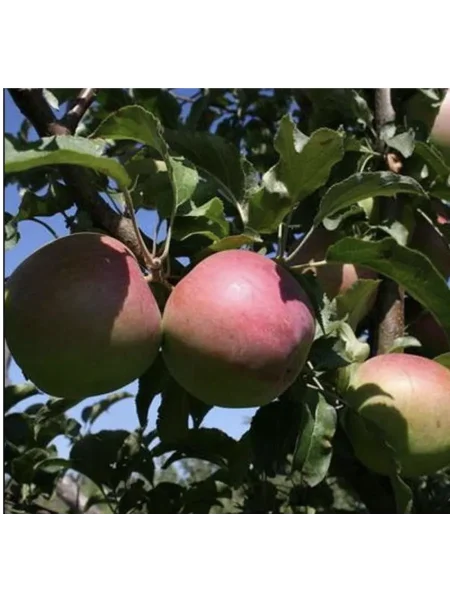 sergiana-main-213888