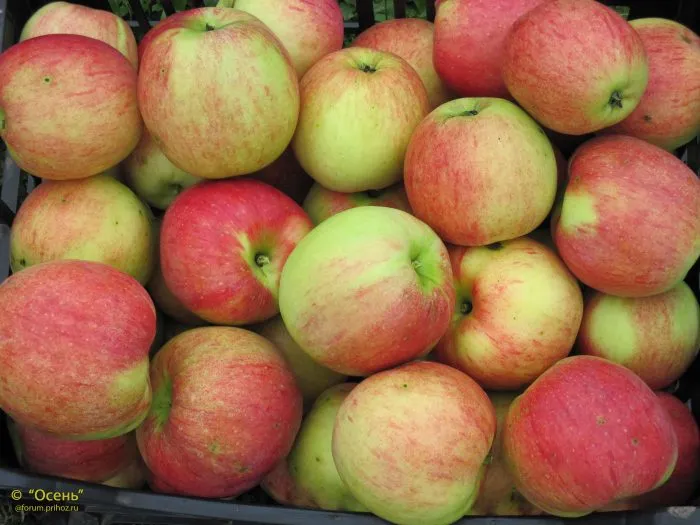 shafran-saratovskiy-4-212989