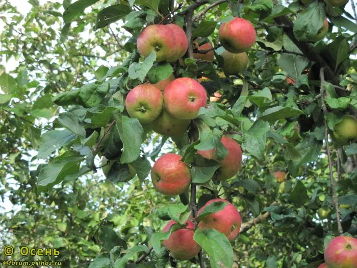 shafran-saratovskiy-6-212989