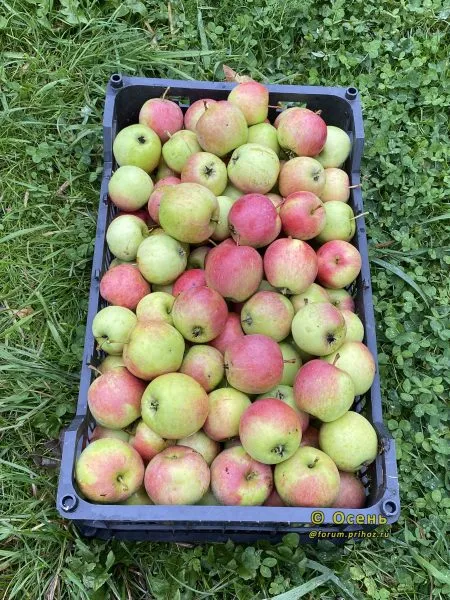 shafran-saratovskiy-8-212989