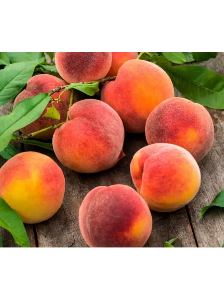 shtaynberg-main-224701