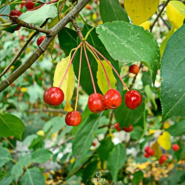 sibirka-yagodnaya-2-217715