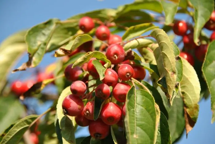 sibirka-yagodnaya-4-217715