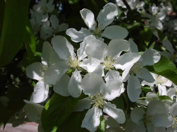 sibirka-yagodnaya-6-217715