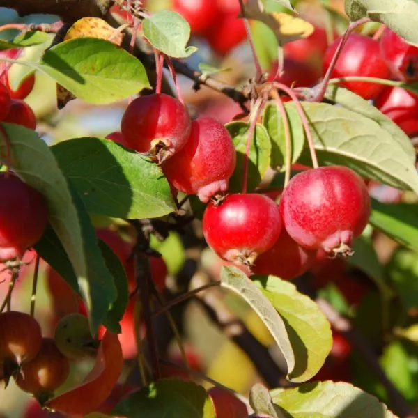 sibirka-yagodnaya-7-217715