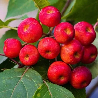 sibirka-yagodnaya-8-217715