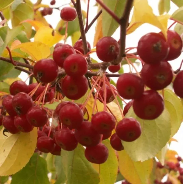 sibirka-yagodnaya-main-217715