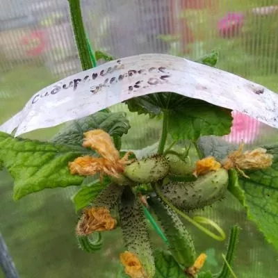 sibirskiy-ekspress-3-205865